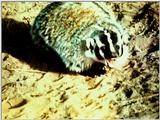 North American Badger 1