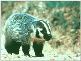 North American Badger 2