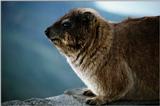 Rock Hyrax