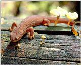 (Pls identify this) lizard 1 - adw50202.jpg - What is this newt?