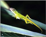 (Pls identify this) lizard 3