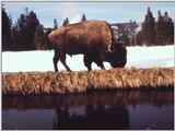 American Bison Flood 09