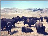 American Bison Flood 07