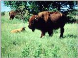 American Bison Flood 08