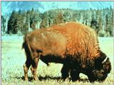 American Bison Flood 10