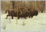 American Bison Flood 11