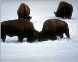 American Bison Flood 12