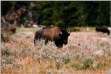 American Bison Flood 14