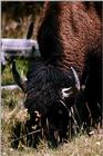 American Bison Flood 15 (Final)