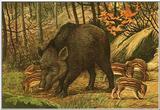 Wild Boars (Painting)