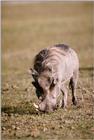 Warthog (2)