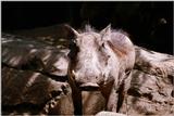 Warthog (3)