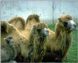 Bactrian Camel 1 [1/1]