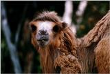 Bactrian Camel 2 [1/1]