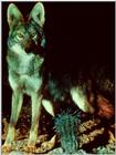 Coyote in desert night