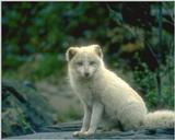 Arctic Fox sitting on rock