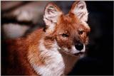 Asian wild dog - Dhole (Cuon alpinus)