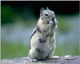 Antelope Ground Squirrel (Ammospermophilus spp.)