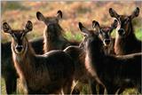 Identify this animal - aee50322.jpg -- Waterbucks -- waterbuck (Kobus ellipsiprymnus)