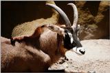 ANTELOPE - aee50324.jpg - Roan Antelope