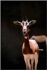 Identify this ANTELOPE - aee50325.jpg -- Dama Gazelle