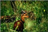 Identify this ANTELOPE - aee50326.jpg -- Bushbuck (Tragelaphus scriptus)