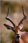 Identify this ANTELOPE - aee50327.jpg -- Impala