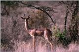aee50330-Gerenuk antelope-standing in bush.jpg [1/1]