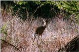 Antelope - aee50331.jpg - Dik-dik (Madoqua sp.)