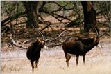 Sable Antelope - aee332.jpg [1/1]