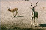 Identify these antelopes - aee50333.jpg [1/1]