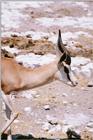 Identify this Antelope - aee50334.jpg [1/1]