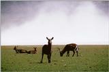 Antelopes - aee50337.jpg  - Waterbucks