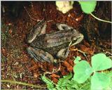 Identify this FROG - aee50355.jpg [1/1]