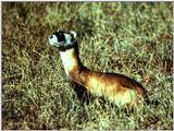 Black-footed Ferret