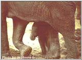 Elephant with Calf at Amboseli