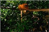 Golden Lion Tamarin