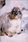 Rock Hyrax - aev50132.jpg [1/1]