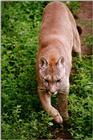 [PIC] Cougar