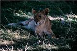 [PIC] Lions (2) Pair
