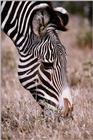 Zebra (01)
