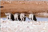 Zebra (2)