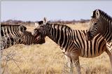 Zebra (4)
