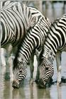 Zebra (5)