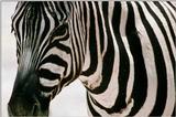 Zebra (6)