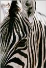 Zebra (7)