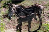 Zebra (11)