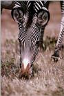 Zebra (12) - Final of Today's Zebras