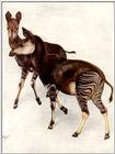 Okapi Pair (Painting)