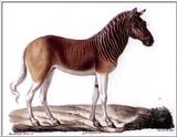 Zebra Headed Horse (Is this a real animal?) --> Quagga (Equus quagga quagga)